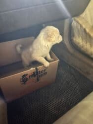 Retriever, 1 ay, Dişi lalafo.az -da Retriever, 1 ay, Dişi