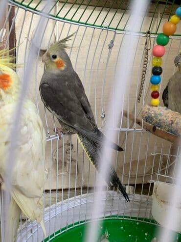 Nymph quşu (Cockatiel) – boz rəngli, yanaqlarda narıncı ləkəli lalafo.az -da Nymph quşu (Cockatiel) – boz rəngli, yanaqlarda narıncı ləkəli