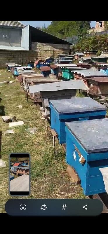 Соления: Məhsul: Təbii arı balı – Birinci Yeniyol arıxanasından Təsvir: - at lalafo.az — 2 Соления: Məhsul: Təbii arı balı – Birinci Yeniyol arıxanasından Təsvir: - — 2