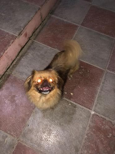 Pekines, 1 il, Dişi lalafo.az -da Pekines, 1 il, Dişi