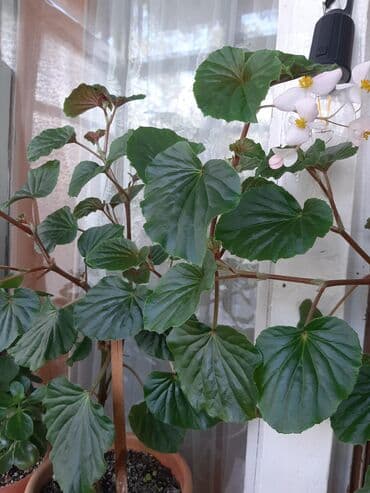 Beqonya gulu tez coxalir baxmaq asandir.Qeseng enli yarpaqlari var.1i lalafo.az -da Beqonya gulu tez coxalir baxmaq asandir.Qeseng enli yarpaqlari var.1i