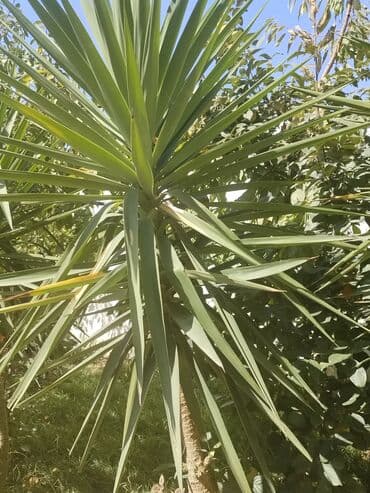 Palma 2 metr.3 metrlık4 metrlık
çiçeyı də olur lalafo.az -da Palma 2 metr.3 metrlık4 metrlık
çiçeyı də olur