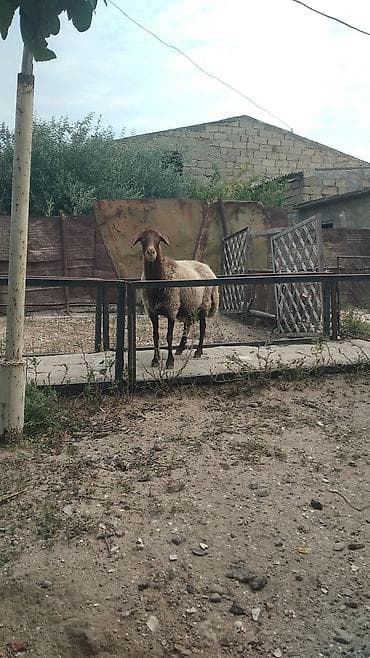 Qala cinsi 2 Baş heyvan cütü 1000 manat reyal insan narahat etsin lalafo.az -da Qala cinsi 2 Baş heyvan cütü 1000 manat reyal insan narahat etsin