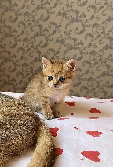 Золотая шиншилла, Самец, В добрые руки, Платная доставка at lalafo.az Золотая шиншилла, Самец, В добрые руки, Платная доставка