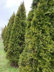 Удобрения: Thuja toxumları, sərv, Arizona sərv, mavi thuja, qərb thuja və şərq at lalafo.az — 14 Удобрения: Thuja toxumları, sərv, Arizona sərv, mavi thuja, qərb thuja və şərq — 14