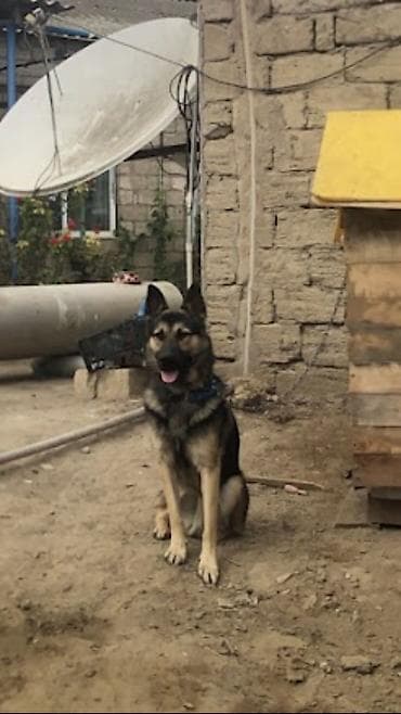 Alman çoban iti, Erkek, Ünvandan götürmə lalafo.az -da Alman çoban iti, Erkek, Ünvandan götürmə