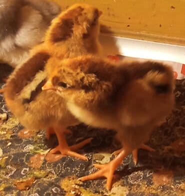 Red Viandot toyuq cinsinin çüçələri. Çüçələr 5 günlükdür tam saglam lalafo.az -da Red Viandot toyuq cinsinin çüçələri. Çüçələr 5 günlükdür tam saglam