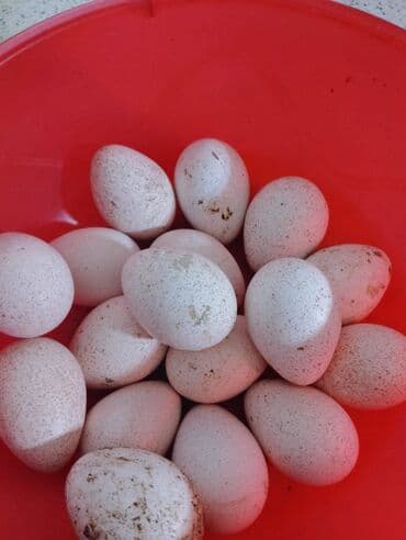 Hinduşka yumurtaları Satılır.Gümüşü/boz rəngli dişi hinduşkalar və lalafo.az -da Hinduşka yumurtaları Satılır.Gümüşü/boz rəngli dişi hinduşkalar və