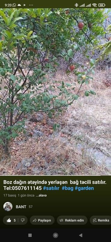 Kənd təsərrüfatı lalafo.az -da — 4 Kənd təsərrüfatı — 4