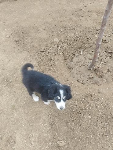 Koker spaniyel, 2 ay, Dişi, Peyvəndli, Ödənişli çatdırılma lalafo.az -da Koker spaniyel, 2 ay, Dişi, Peyvəndli, Ödənişli çatdırılma