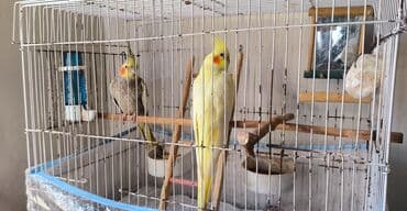 Korella) cütlüyü və tam komplekt qəfəs - Qəfəs: metal konstruksiya lalafo.az -da Korella) cütlüyü və tam komplekt qəfəs - Qəfəs: metal konstruksiya