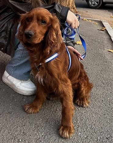 Koker spaniyel, 1 il, Erkek, Peyvəndli lalafo.az -da Koker spaniyel, 1 il, Erkek, Peyvəndli