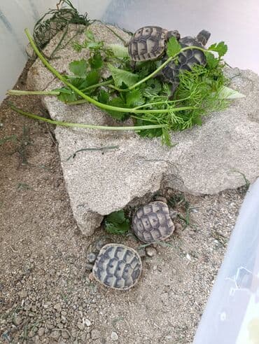 Balaca tısbağa,biri 15man
маленькие черепахи по 15ман lalafo.az -da Balaca tısbağa,biri 15man
маленькие черепахи по 15ман