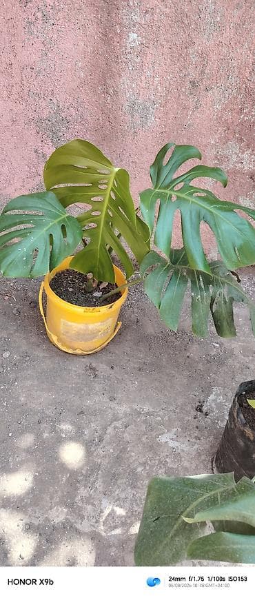 Monstera deliciosa (yaprakları deşikli, kəsikli dekorativ tropik at lalafo.az Monstera deliciosa (yaprakları deşikli, kəsikli dekorativ tropik