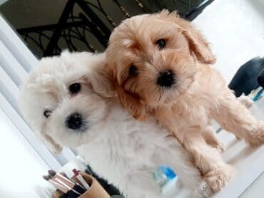 Maltipoo 2 dişi 2 erkek var baladı 2 aylıq lalafo.az -da Maltipoo 2 dişi 2 erkek var baladı 2 aylıq