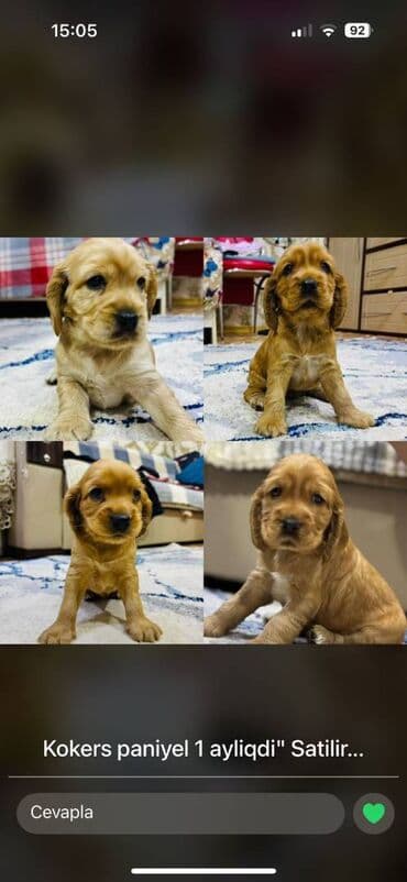 Koker spaniyel, 1 ay, Dişi, Pulsuz çatdırılma lalafo.az -da Koker spaniyel, 1 ay, Dişi, Pulsuz çatdırılma