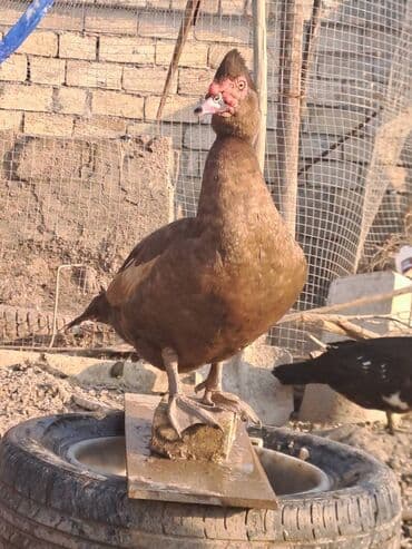 Варенье: Lal ördəklər satılır qiymət saya və cinsinə görə dəyişir at lalafo.az — 12 Варенье: Lal ördəklər satılır qiymət saya və cinsinə görə dəyişir — 12