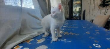 Şotland, Erkək, Dişi, Ünvandan götürmə lalafo.az -da Şotland, Erkək, Dişi, Ünvandan götürmə