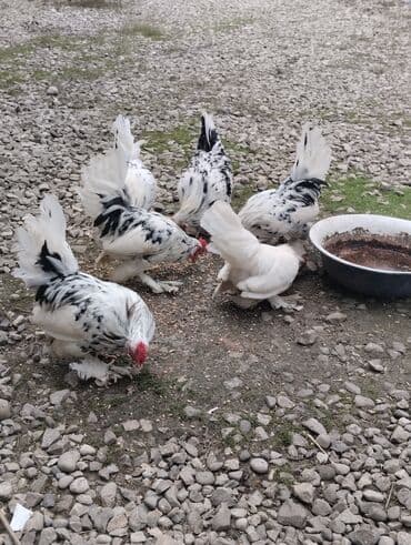 Ağ-qara ləkəli dekorativ toyuqlar - Cins: tüklü ayaqlı, iri quyruqlu lalafo.az -da Ağ-qara ləkəli dekorativ toyuqlar - Cins: tüklü ayaqlı, iri quyruqlu