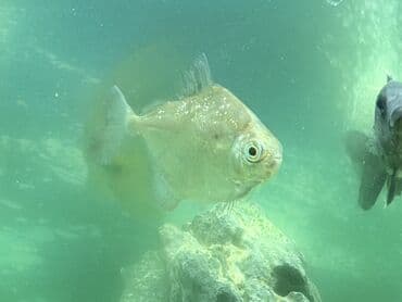 Tetra balığı, Sülhsevər lalafo.az -da Tetra balığı, Sülhsevər