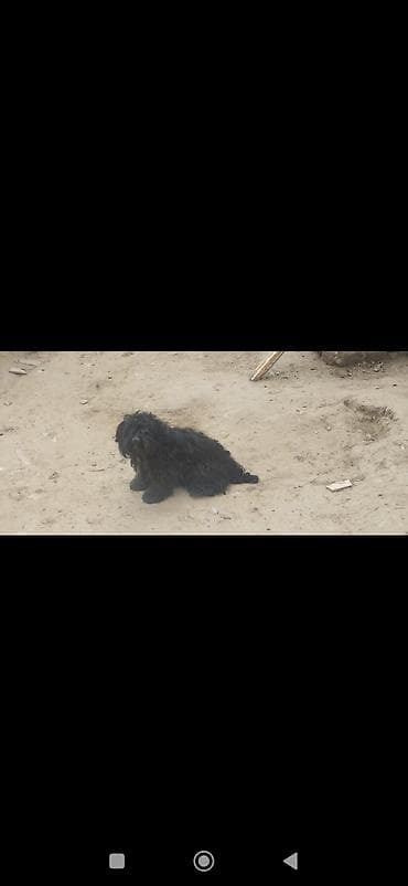 Pudel, 2 il, Dişi lalafo.az -da Pudel, 2 il, Dişi
