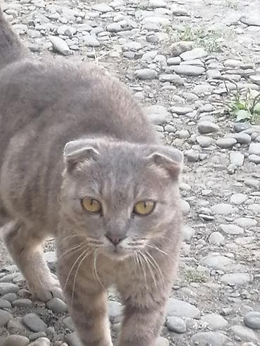 Şotland yastı qulaq, Yaxşı əllərə lalafo.az -da Şotland yastı qulaq, Yaxşı əllərə