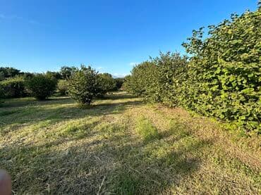 Kənd təsərrüfatı lalafo.az -da Kənd təsərrüfatı