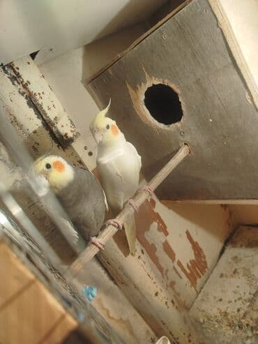 Korella papuqay tutuquşu 1 yasindadilar cüt yuvani 2 gundu taxmisam lalafo.az -da Korella papuqay tutuquşu 1 yasindadilar cüt yuvani 2 gundu taxmisam