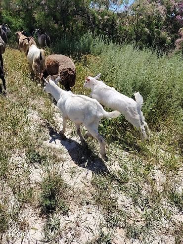 Sanen çəpiş satılır və ya eyni cins dişi və erkək damazlıq çəpiş lə lalafo.az -da Sanen çəpiş satılır və ya eyni cins dişi və erkək damazlıq çəpiş lə