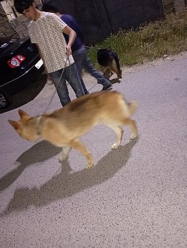 Alman çoban iti, Cütləşmə üçün lalafo.az -da Alman çoban iti, Cütləşmə üçün