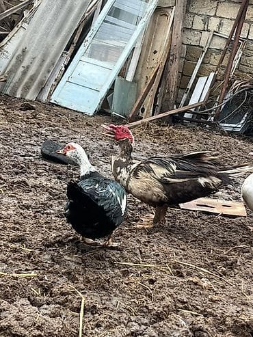 Dişi, | Lal ördək, Damazlıq, Ünvandan götürmə lalafo.az -da Dişi, | Lal ördək, Damazlıq, Ünvandan götürmə