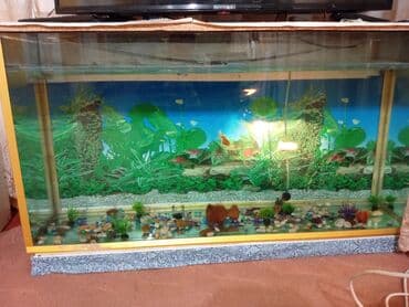Gordunuz akvarum satillir 6 liq şüşedendi lalafo.az -da Gordunuz akvarum satillir 6 liq şüşedendi