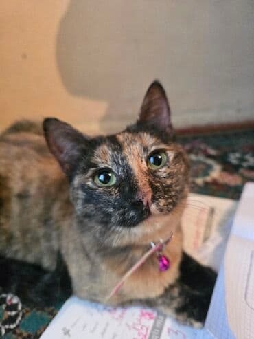 Amerikan Shorthair, Yaxşı əllərə, Ünvandan götürmə lalafo.az -da Amerikan Shorthair, Yaxşı əllərə, Ünvandan götürmə