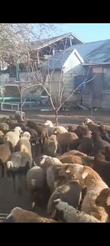 Vatsapa yazin video ataq. Qiymət. 130manatdan. 170 manata kimi lalafo.az -da Vatsapa yazin video ataq. Qiymət. 130manatdan. 170 manata kimi