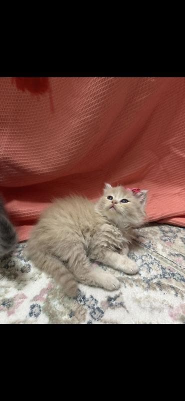 Şotland yastı qulaq, Dişi lalafo.az -da Şotland yastı qulaq, Dişi