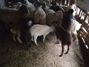 Balali qoyunlar 5 ededir 1i450 lalafo.az -da Balali qoyunlar 5 ededir 1i450