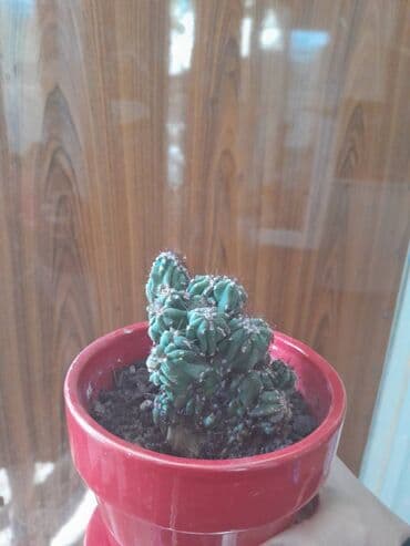 Satilir lalafo.az -da Satilir