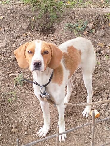 Pohnter 10 ayliqdi tam hazır maraqlanmaq isdeyenler vatcapla elaqe lalafo.az -da Pohnter 10 ayliqdi tam hazır maraqlanmaq isdeyenler vatcapla elaqe