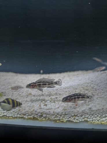 Cixlid balığı, Yırtıcı, Ünvandan götürmə lalafo.az -da Cixlid balığı, Yırtıcı, Ünvandan götürmə