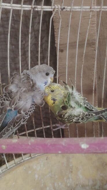 2 ədəd erkey japanese satılır tam sağlam quşlardı 4 5 aylıq quşları dı lalafo.az -da 2 ədəd erkey japanese satılır tam sağlam quşlardı 4 5 aylıq quşları dı