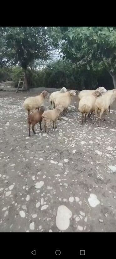 13 baş qoyundur 1 əkiz balalidir teze balali olanda var boğaz olanda lalafo.az -da 13 baş qoyundur 1 əkiz balalidir teze balali olanda var boğaz olanda