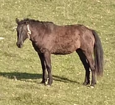 Minilmiyən madyan dayçadı isdiyən buyursun çaparağdı həmdə lalafo.az -da Minilmiyən madyan dayçadı isdiyən buyursun çaparağdı həmdə
