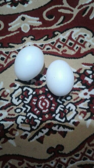 Damazlıq, Pulsuz çatdırılma, Ödənişli çatdırılma, Ünvandan götürmə lalafo.az -da Damazlıq, Pulsuz çatdırılma, Ödənişli çatdırılma, Ünvandan götürmə