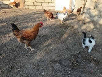 Toyuq, Yumurtalıq, Ünvandan götürmə lalafo.az -da Toyuq, Yumurtalıq, Ünvandan götürmə