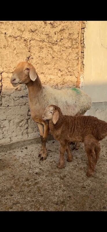 Qoyun ana bala ilə - Növ: Yerli cins quzu ilə ana qoyun - Ana lalafo.az -da — 4 Qoyun ana bala ilə - Növ: Yerli cins quzu ilə ana qoyun - Ana — 4