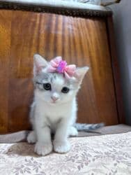 Britan, Dişi lalafo.az -da Britan, Dişi