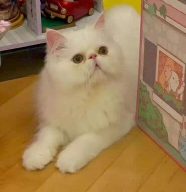 Pers erkek dişi britan saglamdılar aktivdiler lalafo.az -da Pers erkek dişi britan saglamdılar aktivdiler