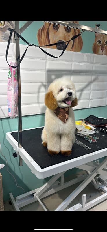 Erkekdi.Temiz cinsdi.Sadece cutlesdirmek ucun paylasmisam.Satilmir lalafo.az -da Erkekdi.Temiz cinsdi.Sadece cutlesdirmek ucun paylasmisam.Satilmir