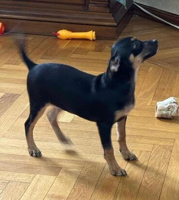 2 ay, Erkek, Peyvəndli, Ünvandan götürmə, Pulsuz çatdırılma, Ödənişli çatdırılma lalafo.az -da 2 ay, Erkek, Peyvəndli, Ünvandan götürmə, Pulsuz çatdırılma, Ödənişli çatdırılma