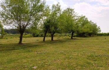 75 sot, Mülkiyyətçi, Kupça (Çıxarış) lalafo.az -da 75 sot, Mülkiyyətçi, Kupça (Çıxarış)